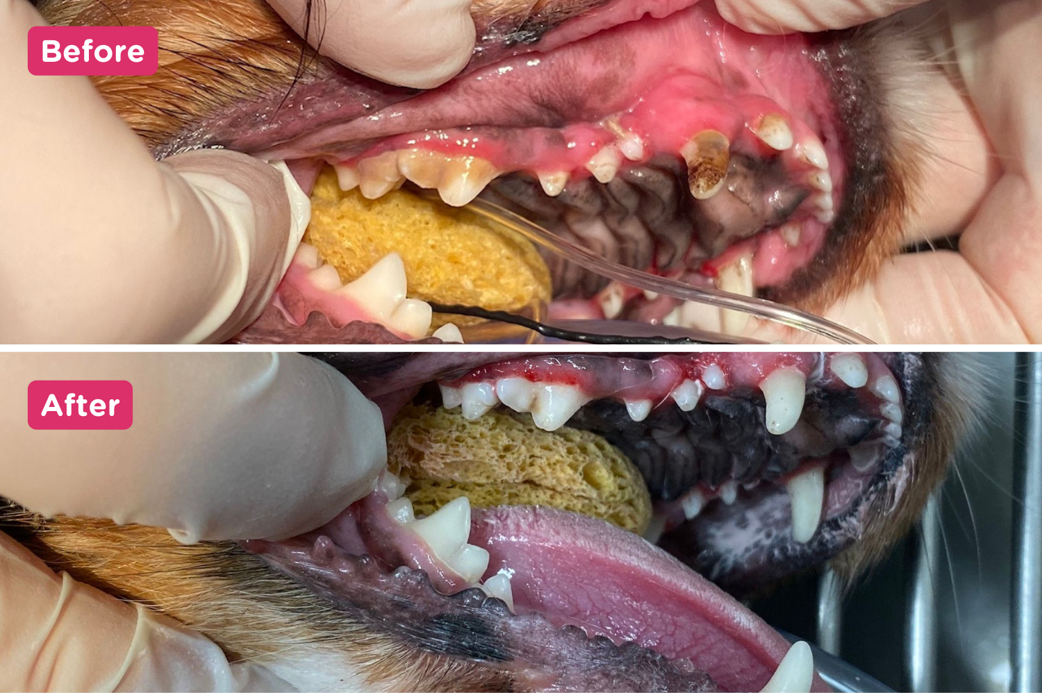 Before and after photo of dogs teeth clean