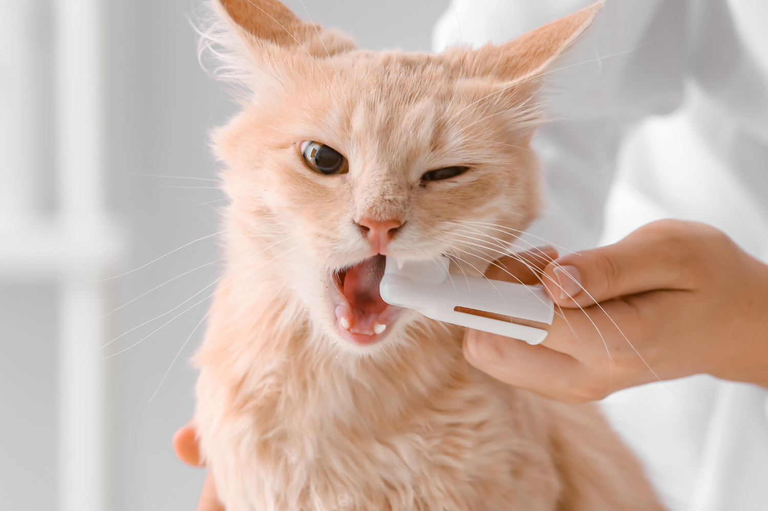 Cat having their teeth brushed