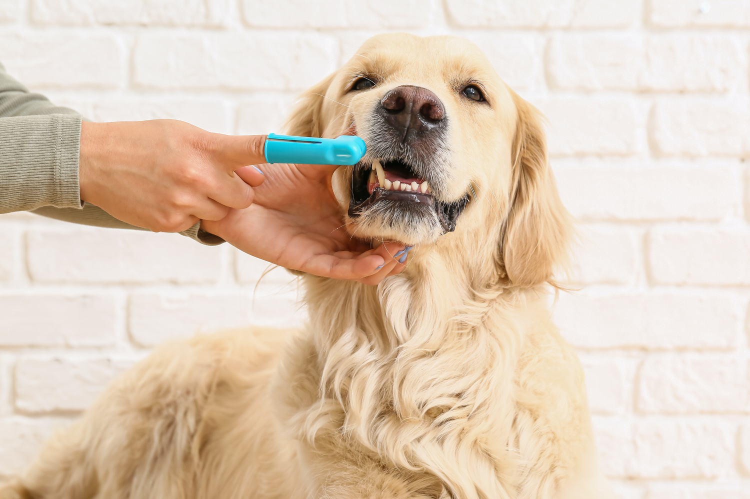 Golden retriever having their teeth brushed 
